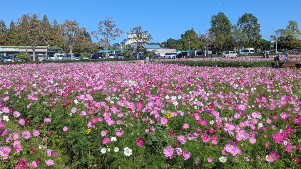 ひまわりの丘公園　コスモス