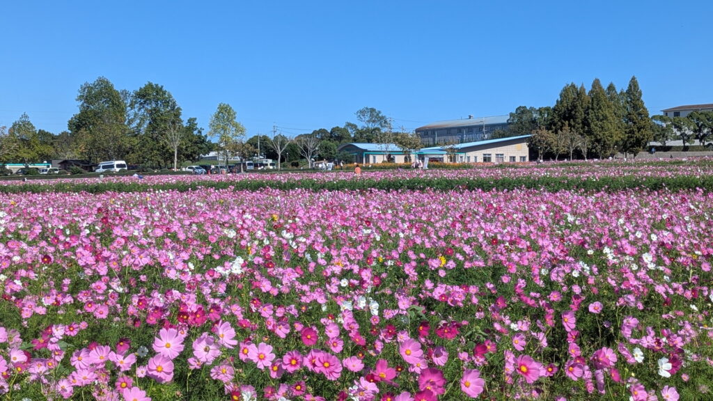ひまわりの丘公園　コスモス