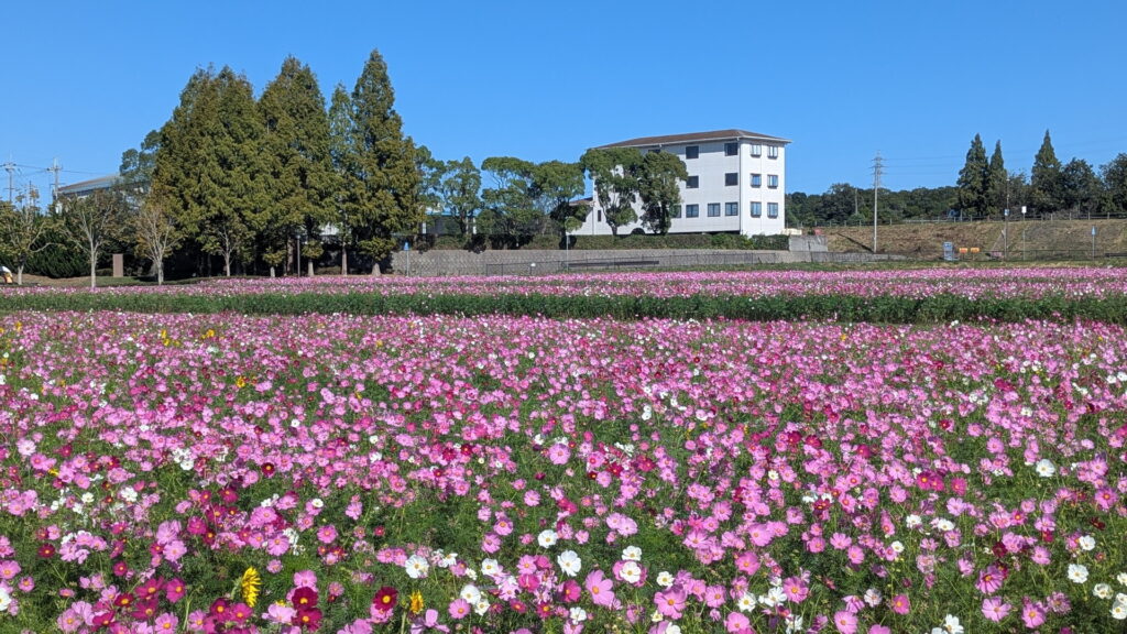ひまわりの丘公園　コスモス