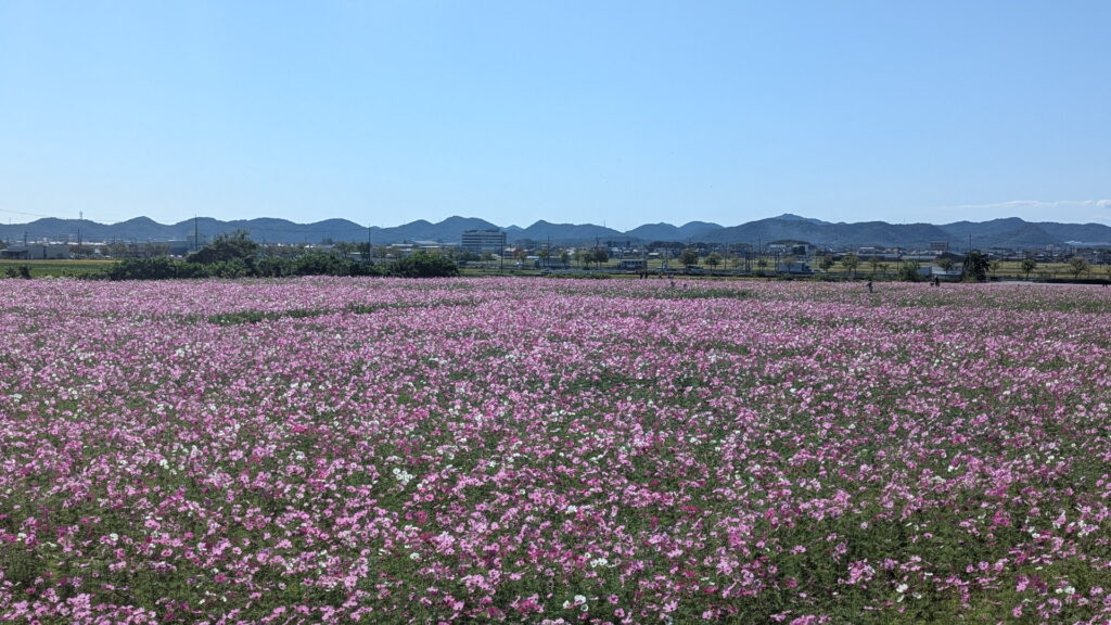ひまわりの丘公園　コスモス