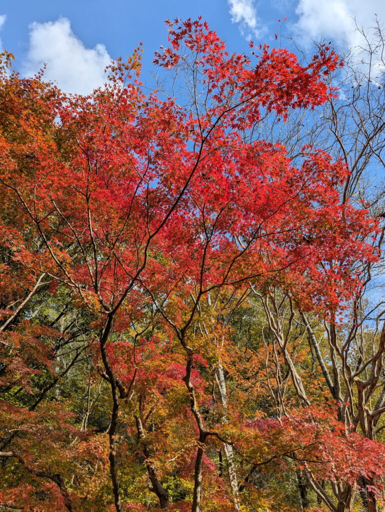 神戸市立森林植物園