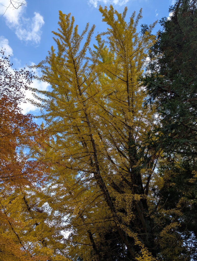 神戸市立森林植物園
