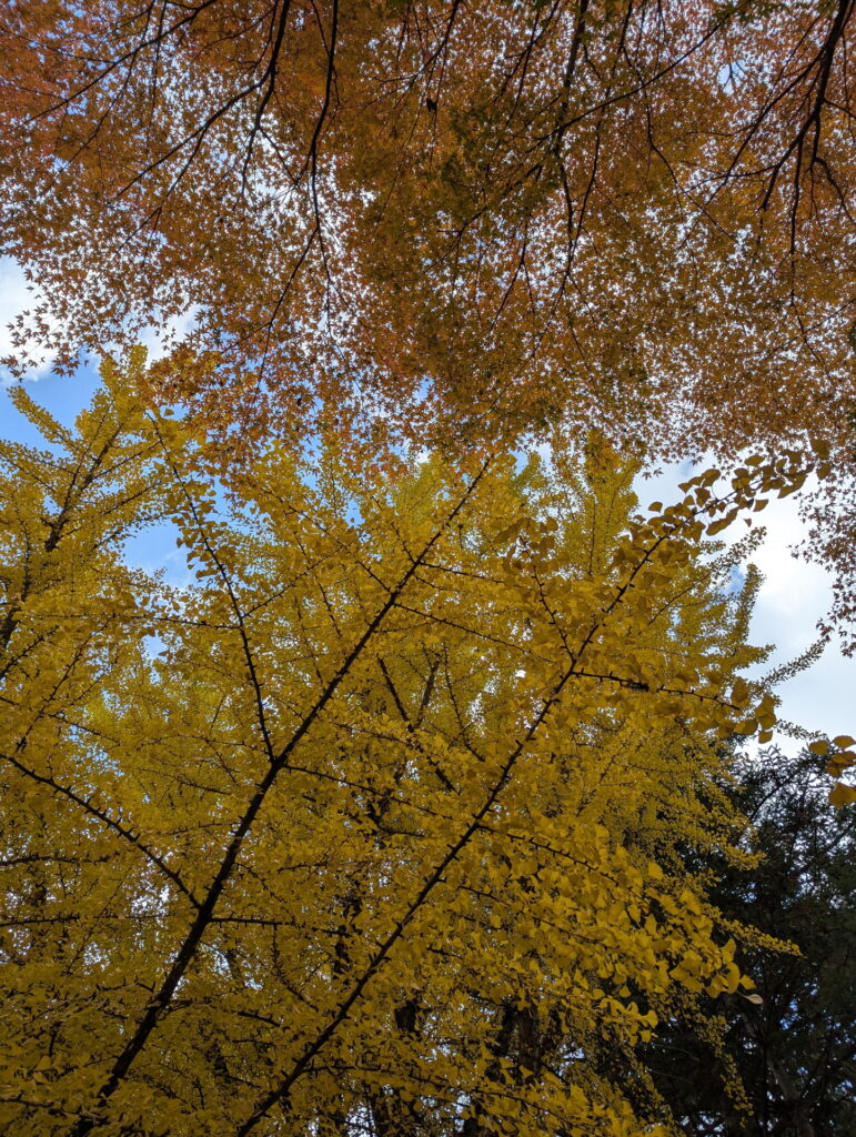 神戸市立森林植物園