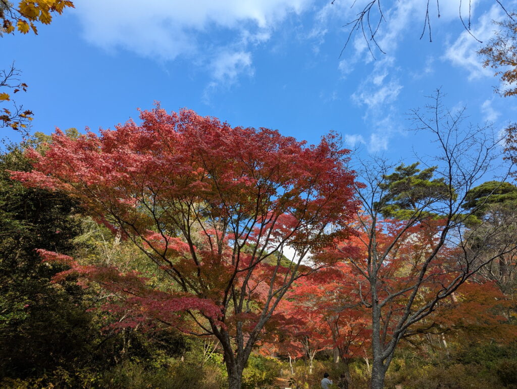 神戸市立森林植物園