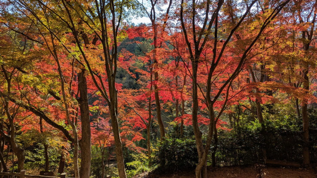 神戸市立森林植物園