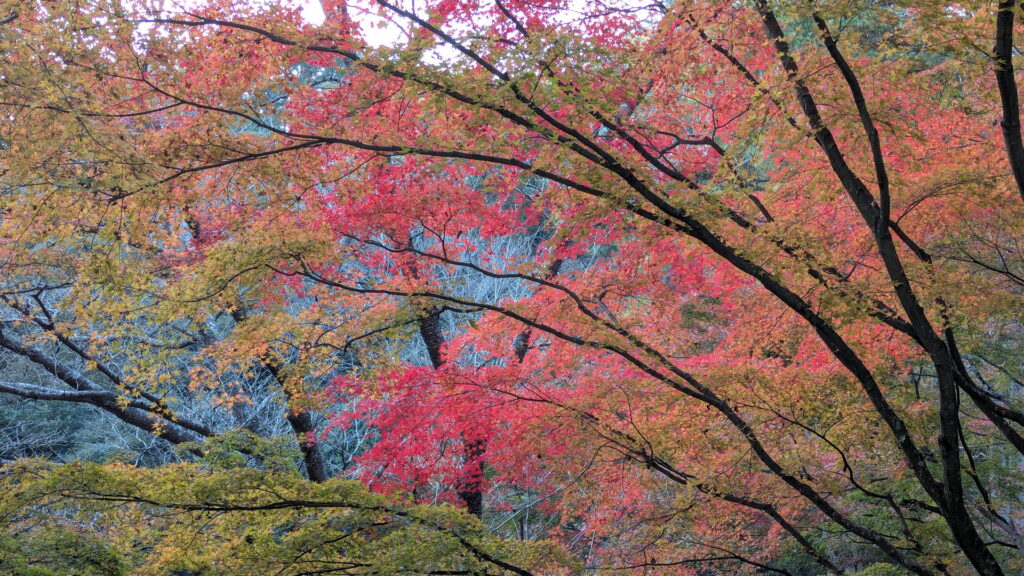 神戸市立森林植物園