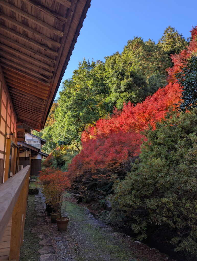 但馬安國禅寺 ドウダンツツジ