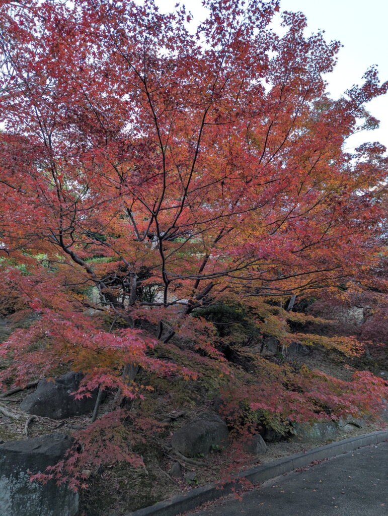 須磨離宮公園 もみじ道