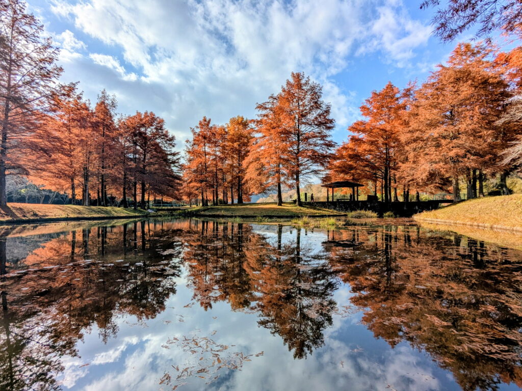 小野公園 モネの池
