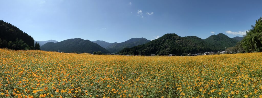清住コスモス園