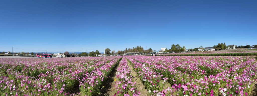 ひまわりの丘公園　コスモス