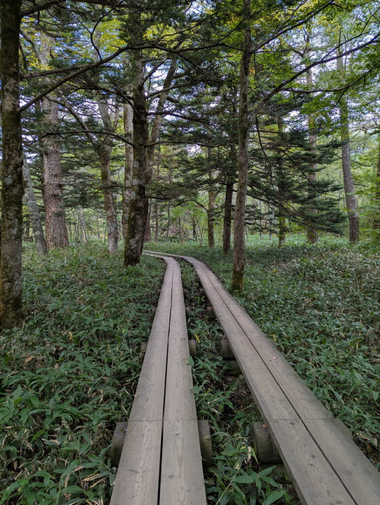 上高地・岳沢湿原