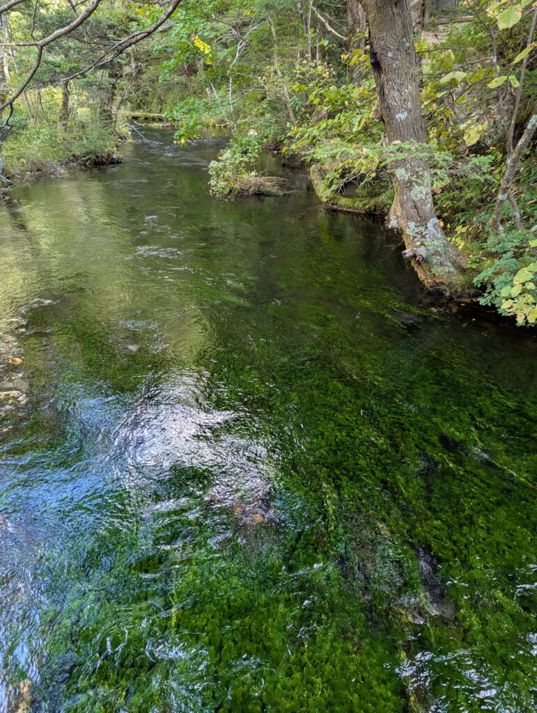 上高地・梓川左岸 清水川