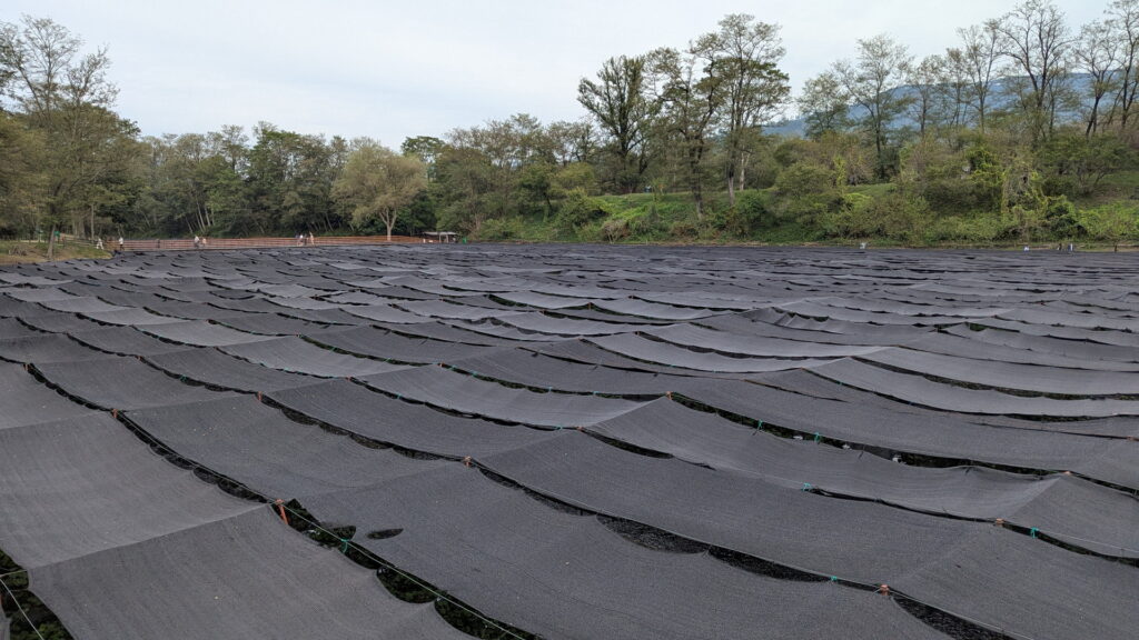 大王わさび農場