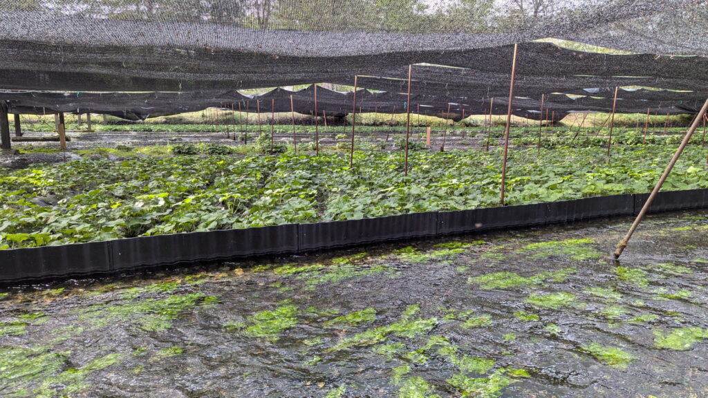 大王わさび農場