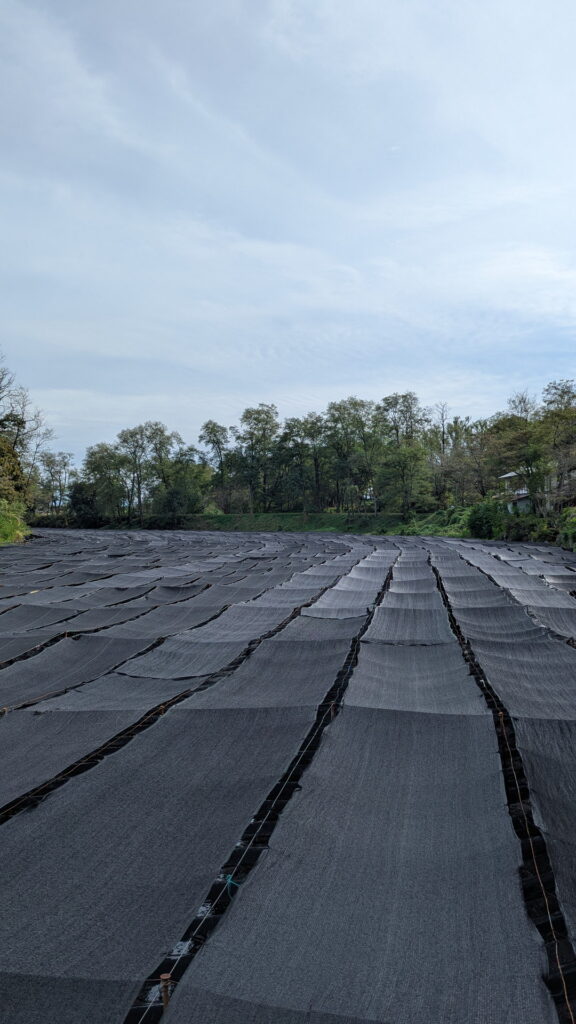 大王わさび農場