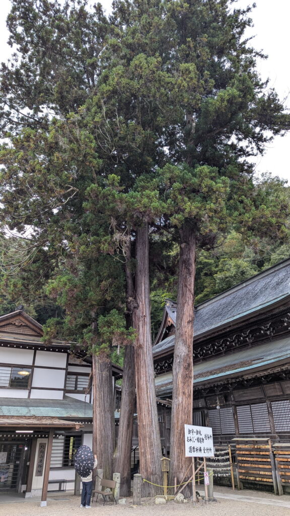 別所温泉 北向観音堂 夫婦杉