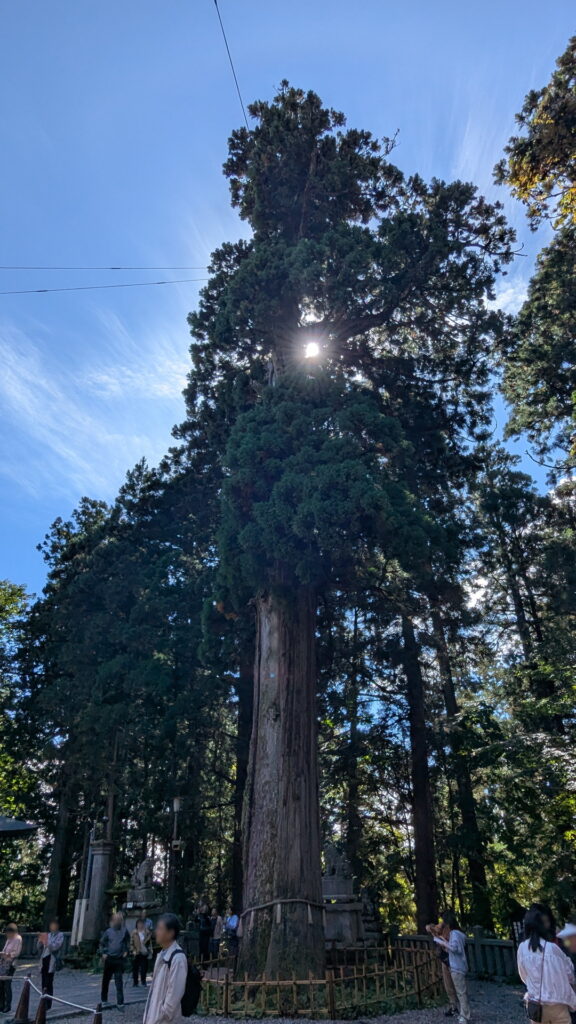 戸隠神社 中社 御神木
