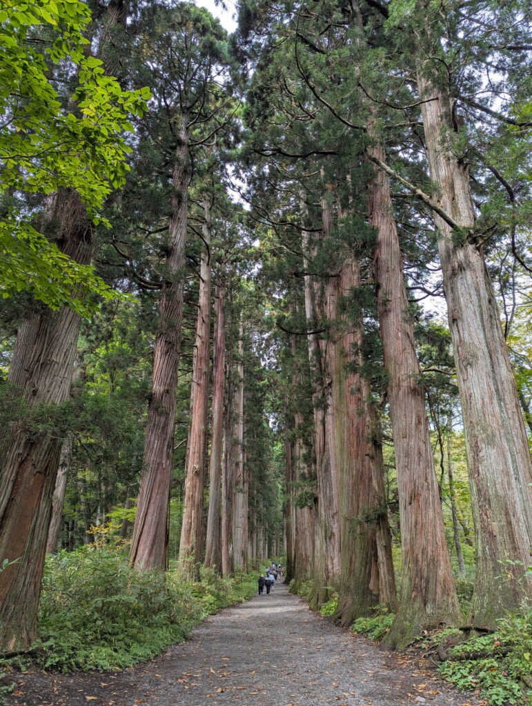 戸隠神社 参道