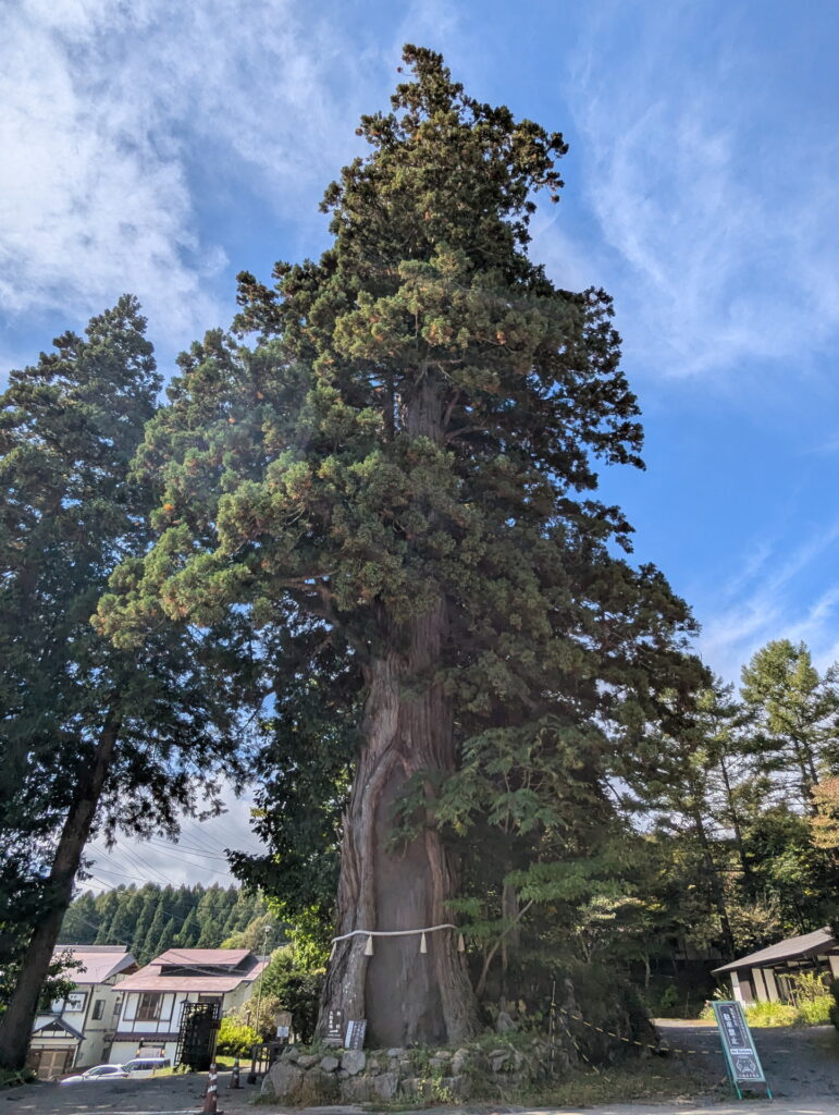 戸隠神社 中社 三本杉