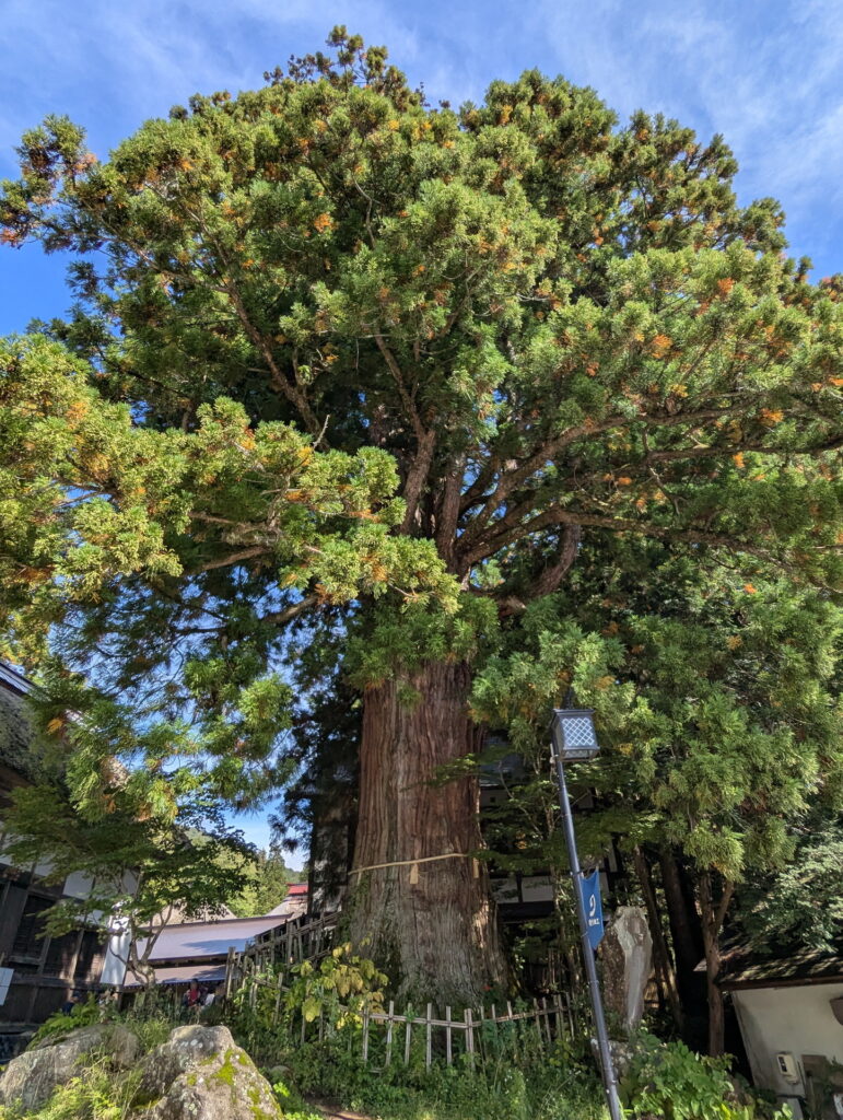戸隠神社 中社 三本杉