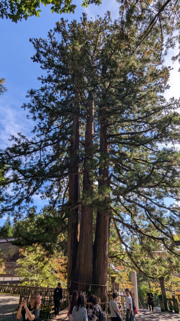 戸隠神社 中社 三本杉