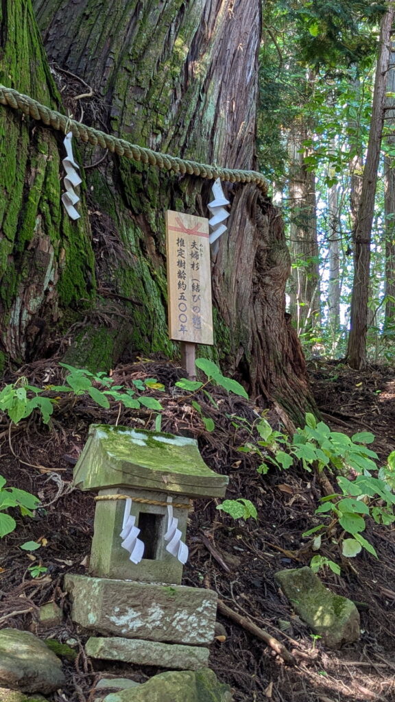 戸隠神社 火之御子社 夫婦杉