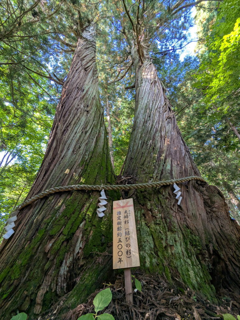 戸隠神社 火之御子社 夫婦杉