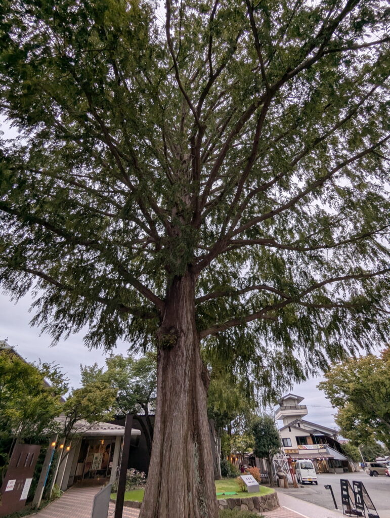 小布施のメタセコイア