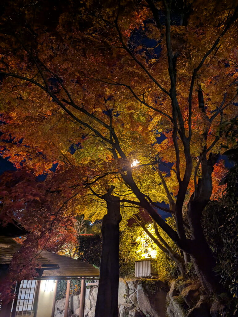 紅葉ライトアップ＠相楽園