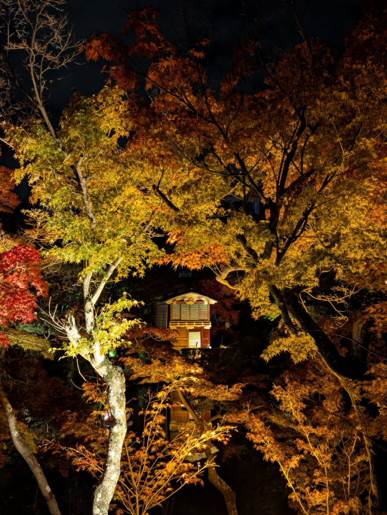 紅葉ライトアップ＠相楽園