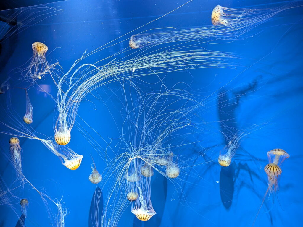 神戸須磨シーワールド