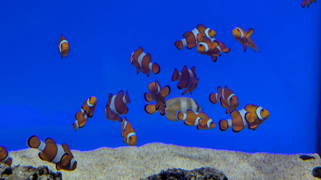 神戸須磨シーワールド