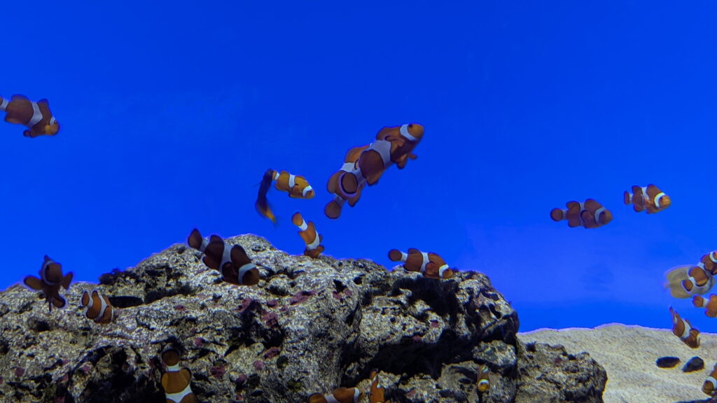 神戸須磨シーワールド