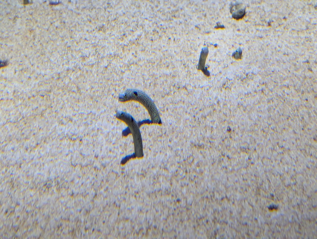 神戸須磨シーワールド