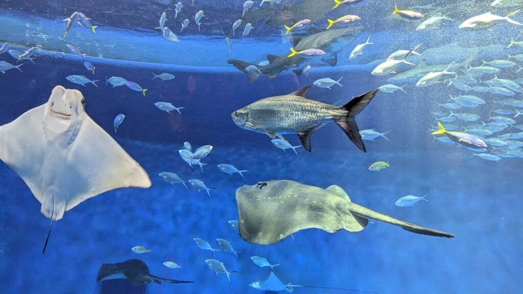 神戸須磨シーワールド