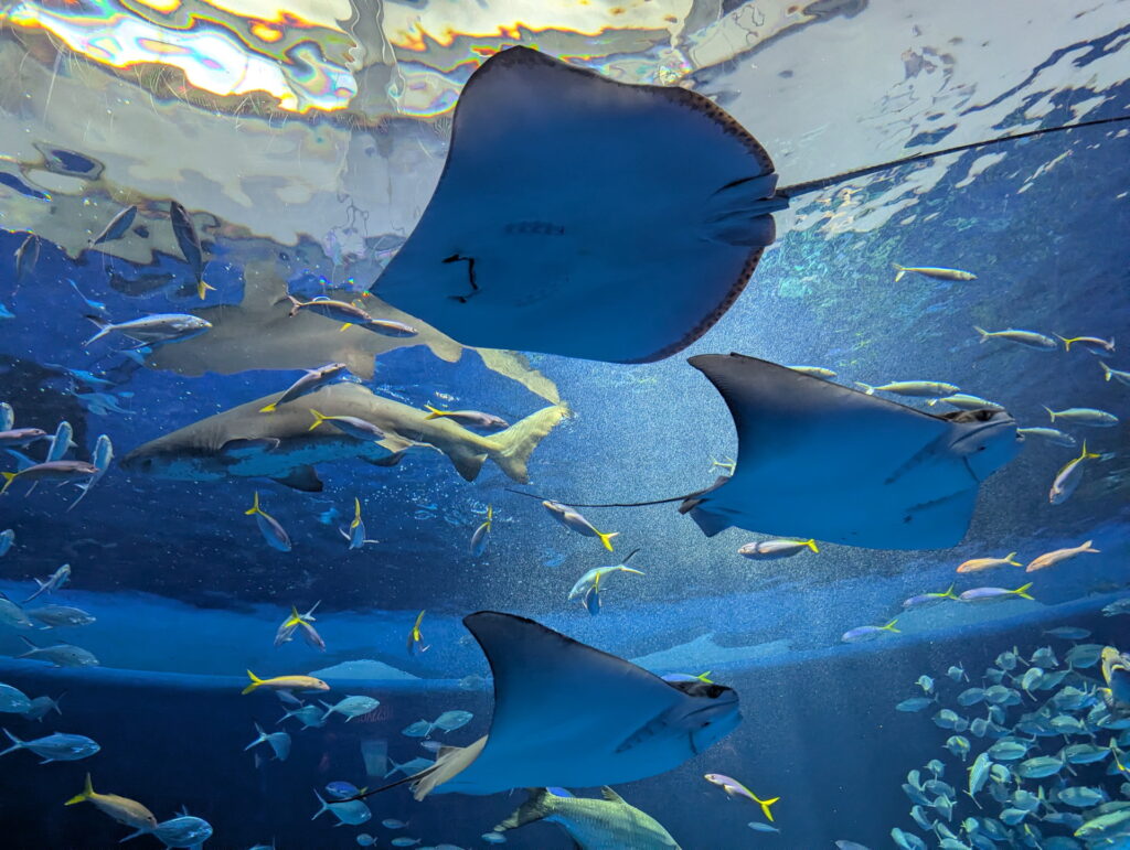 神戸須磨シーワールド
