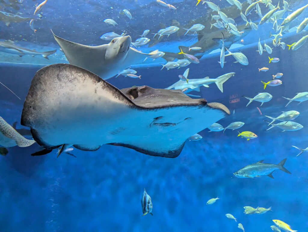 神戸須磨シーワールド