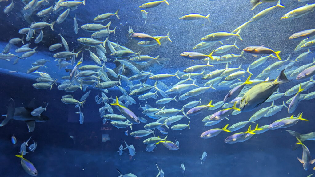 神戸須磨シーワールド