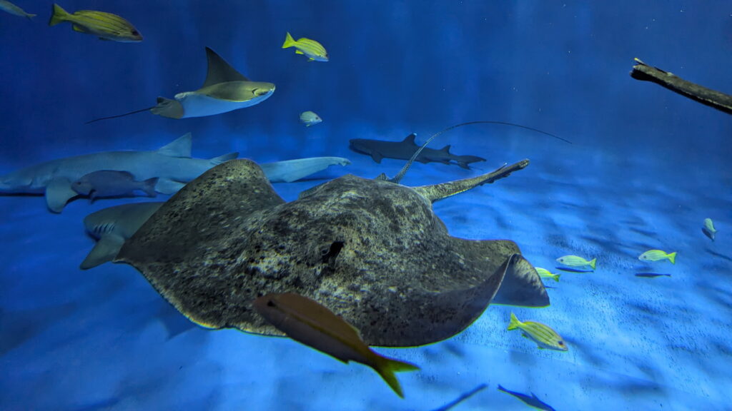 神戸須磨シーワールド