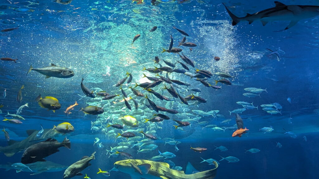 神戸須磨シーワールド