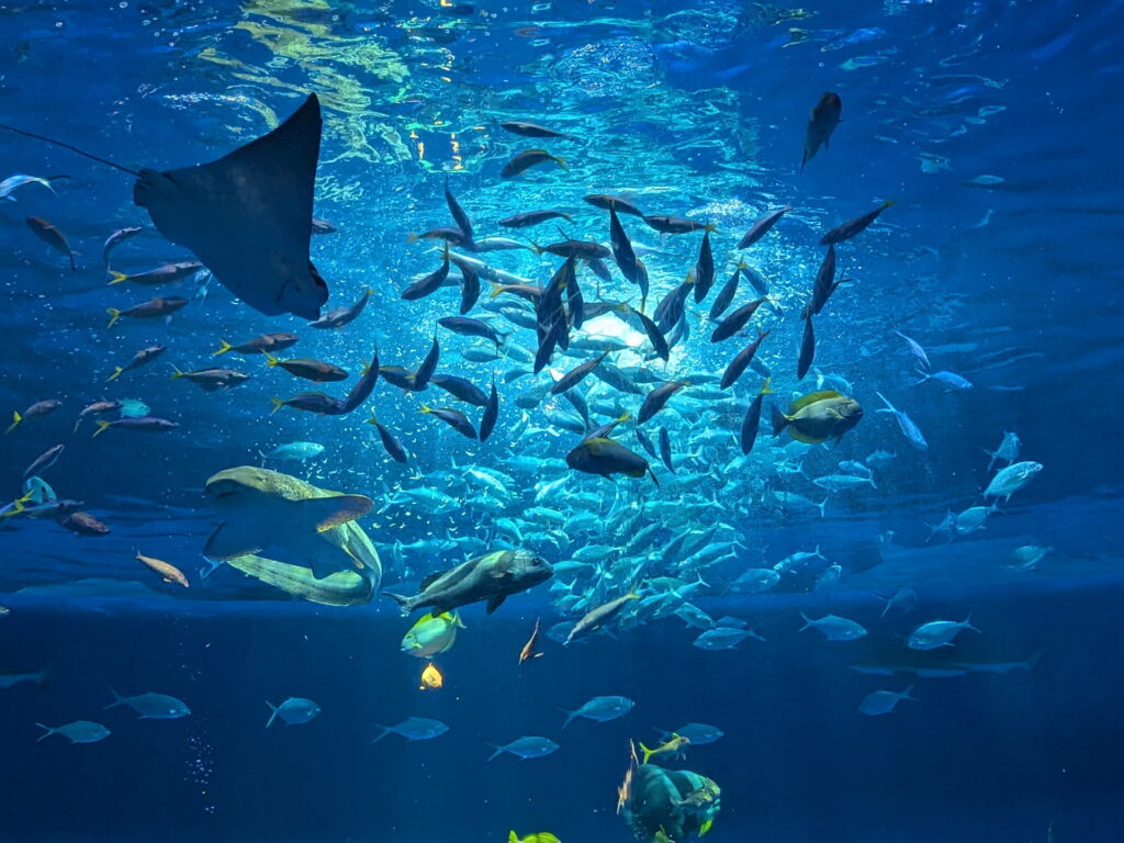 神戸須磨シーワールド