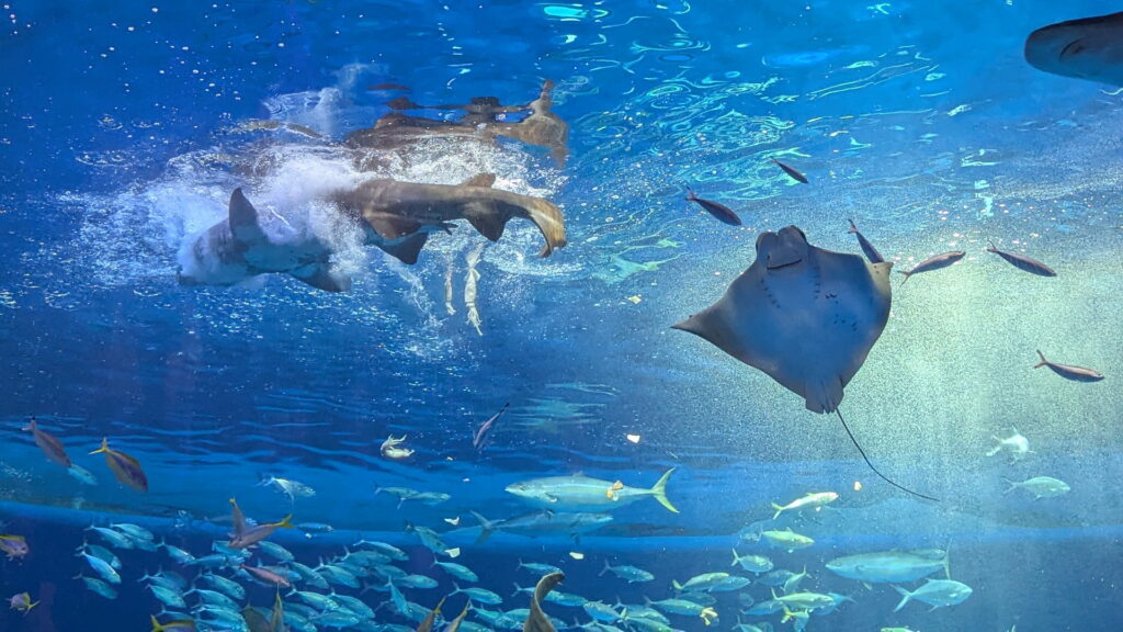 神戸須磨シーワールド