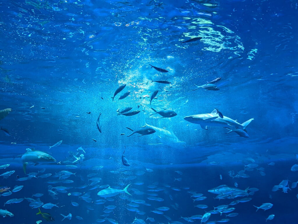 神戸須磨シーワールド