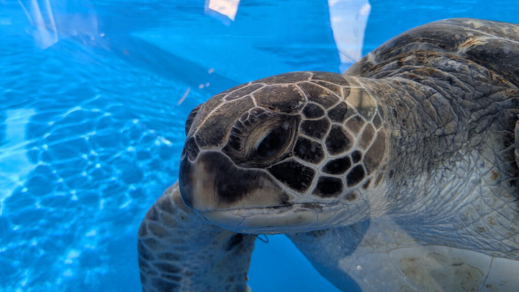 神戸須磨シーワールド