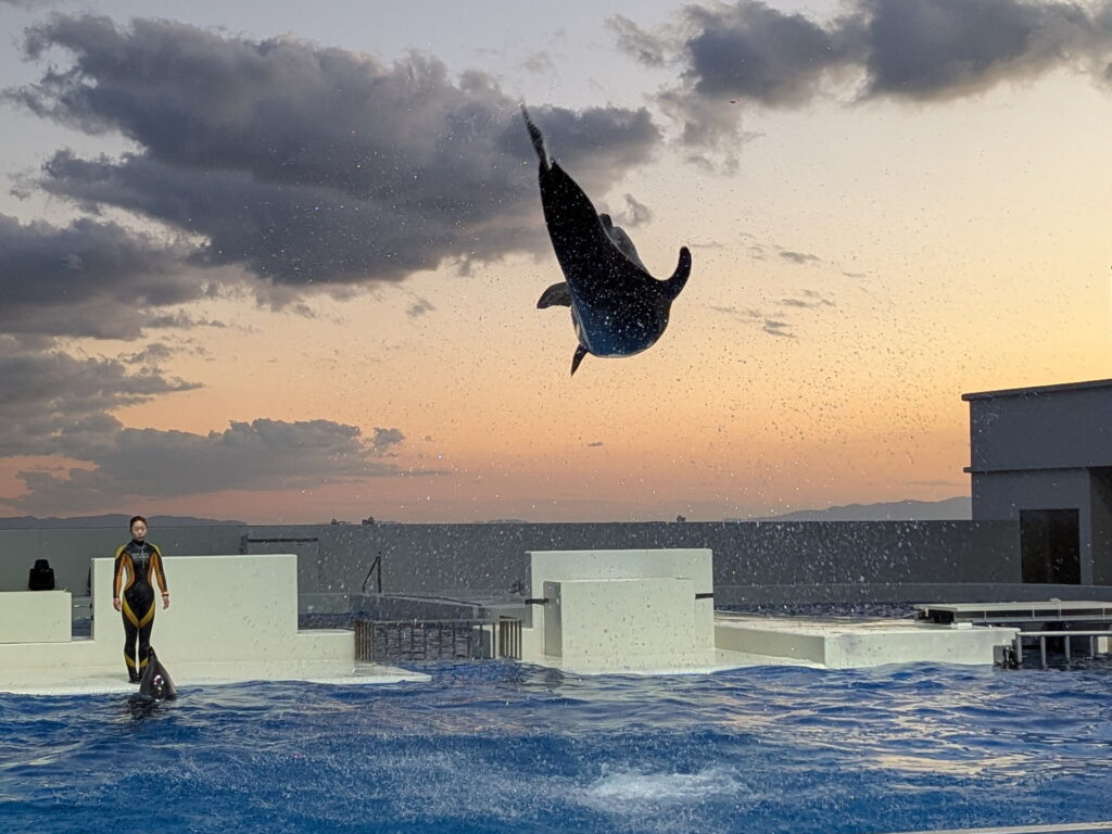 神戸須磨シーワールド ドルフィンパフォーマンス