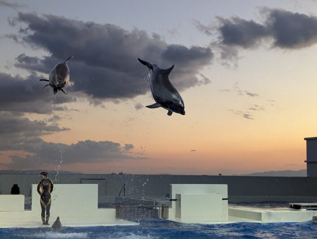 神戸須磨シーワールド ドルフィンパフォーマンス