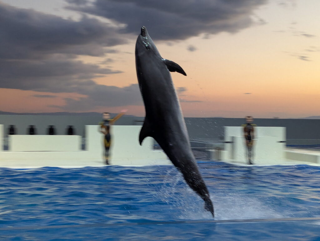 神戸須磨シーワールド ドルフィンパフォーマンス