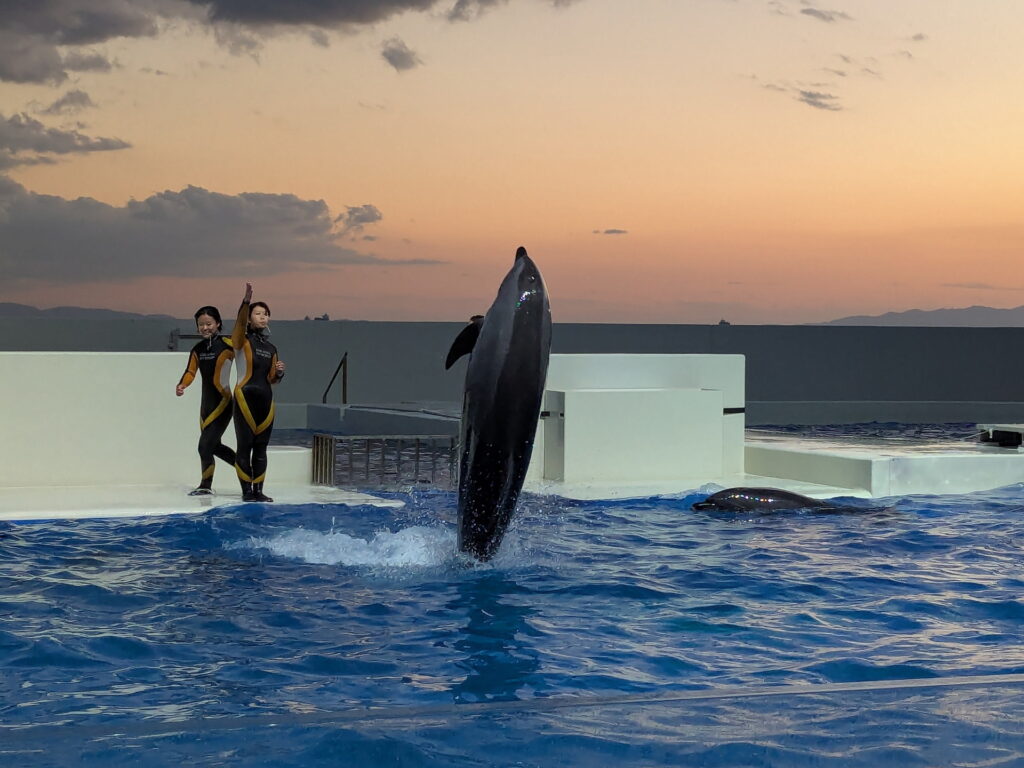 神戸須磨シーワールド ドルフィンパフォーマンス