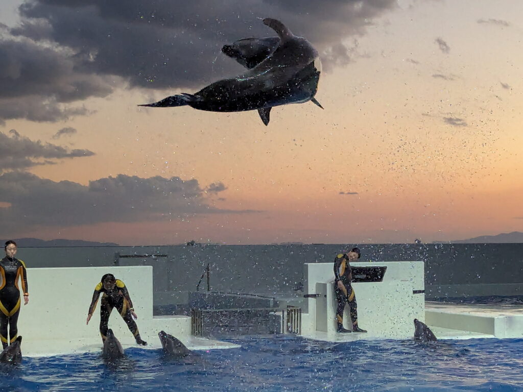 神戸須磨シーワールド ドルフィンパフォーマンス